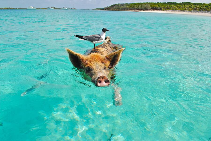Conheça a Pig Beach, a ilha nas Bahamas governada por porcos nadadores