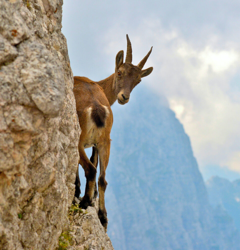 Íbex, a cabra escaladora de barragens