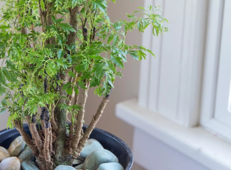 10 plantas fáceis de cultivar dentro de casa - Árvore da felicidade