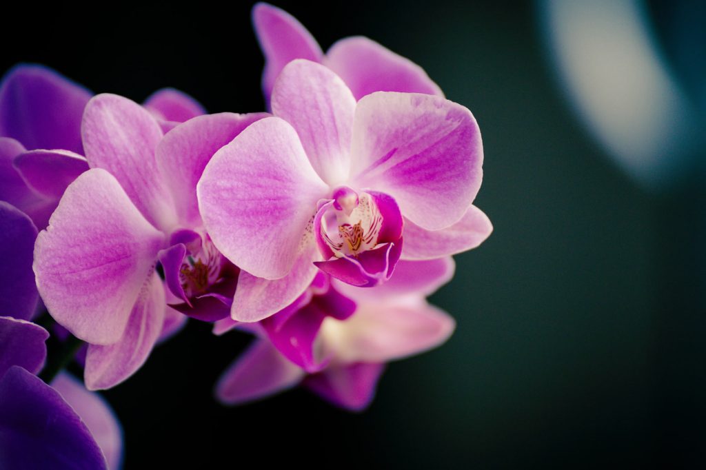 10 plantas fáceis de cultivar dentro de casa - Orquídeas