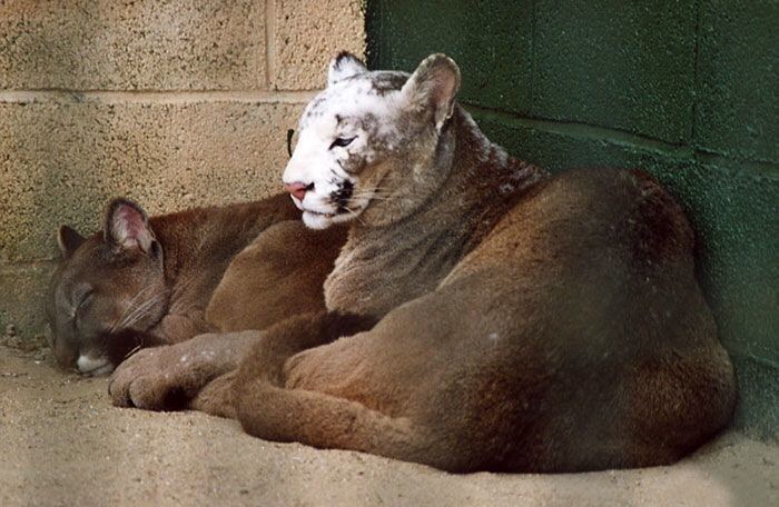 15 surpreendentes fotos de animais com vitiligo