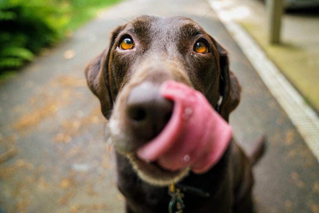 Alimentos humanos seguros para cães (+22 alimentos que eles NUNCA deveriam comer)