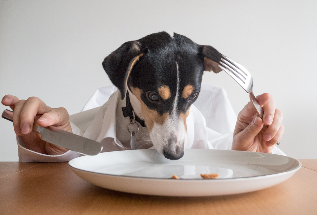 Alimentos humanos seguros para cães (+22 alimentos que eles NUNCA deveriam comer)
