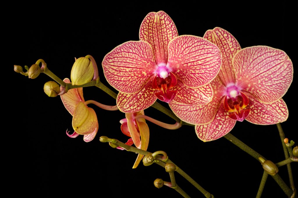 Tudo que você precisa saber sobre como cuidar de orquídeas