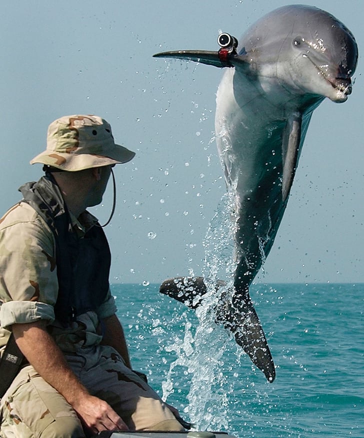 15 fatos encantadores sobre os golfinhos