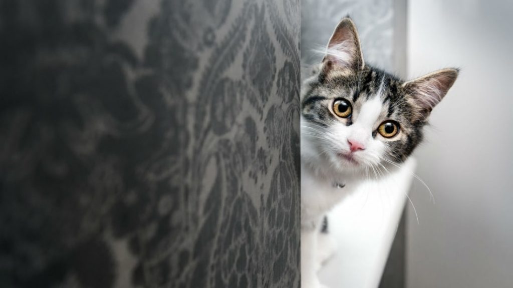 Por que os gatos têm medo de pepino?