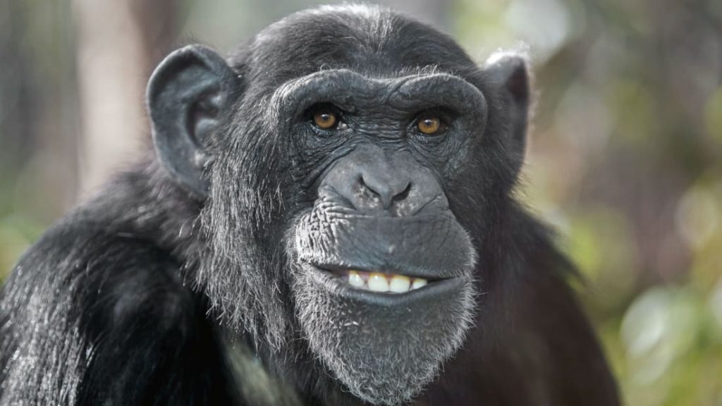 Por que os chimpanzés jogam fezes?