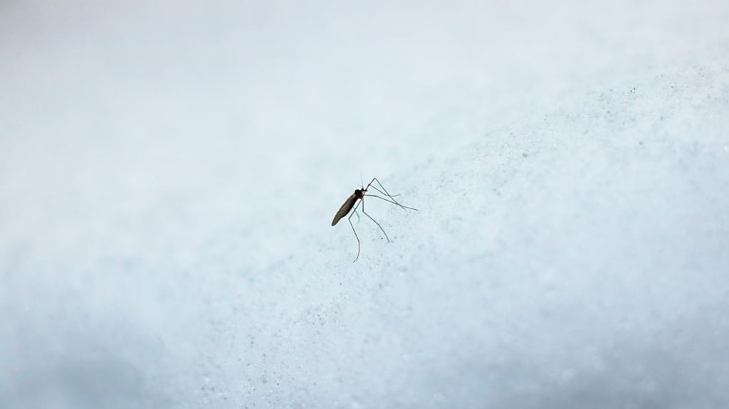 O que acontece com os mosquitos no inverno?