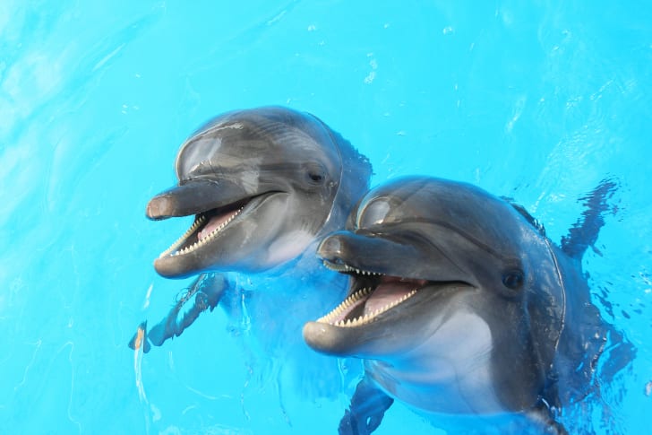 15 fatos encantadores sobre os golfinhos