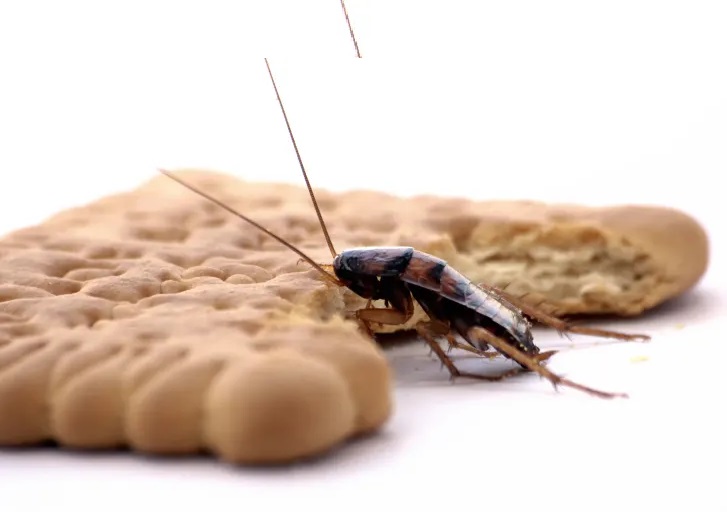 Por que os humanos têm medo de insetos?