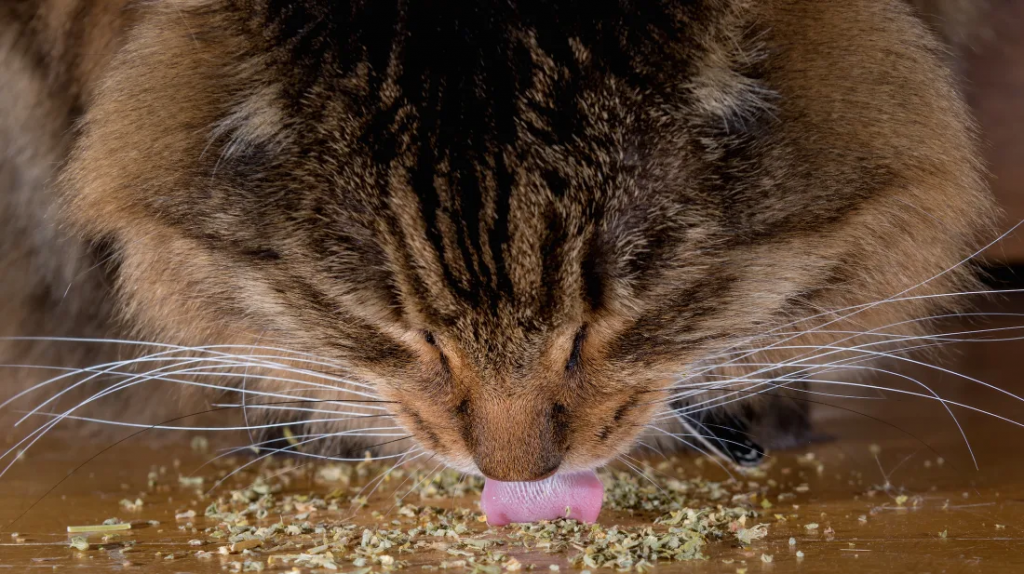 Catnip: Tudo o que você precisa saber sobre a erva de gato