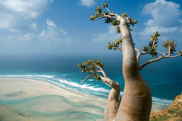 Socotra, a ilha árabe que parece de outro mundo