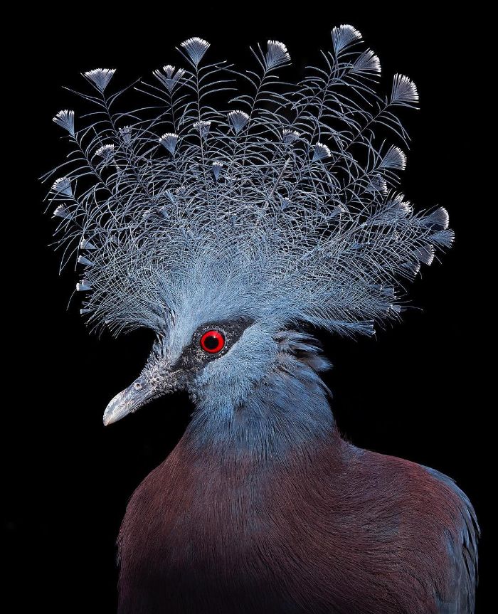 +25 fotos de pássaros raros e ameaçados de extinção