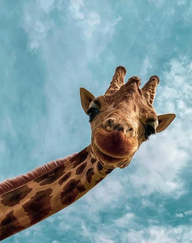 Cientistas se descobrem duas girafas anãs na Namíbia e Uganda