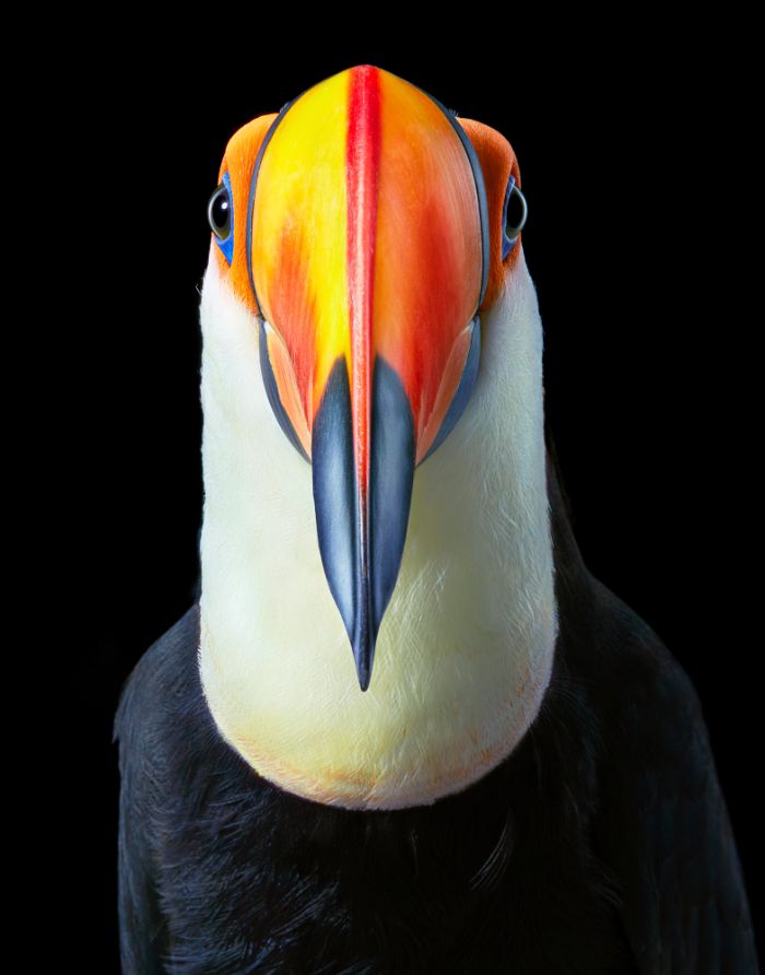 +25 fotos de pássaros raros e ameaçados de extinção 