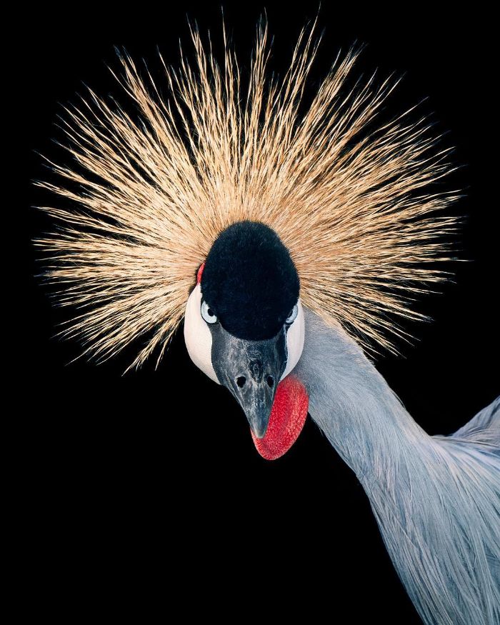 +25 fotos de pássaros raros e ameaçados de extinção 