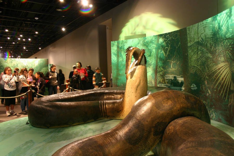 Titanoboa: cobra MONSTRO vivendo na Amazônia