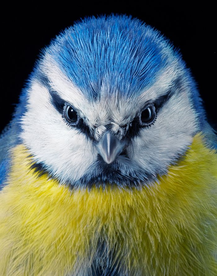 +25 fotos de pássaros raros e ameaçados de extinção