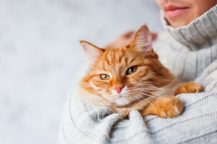 10 benefícios científicos de ser tutor de um gato