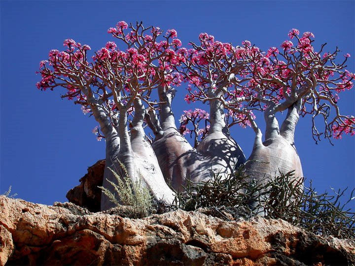 Socotra, a ilha árabe que parece de outro mundo
