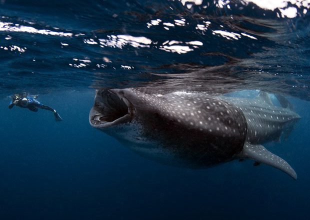 O que aconteceria se você fosse engolido por uma baleia?