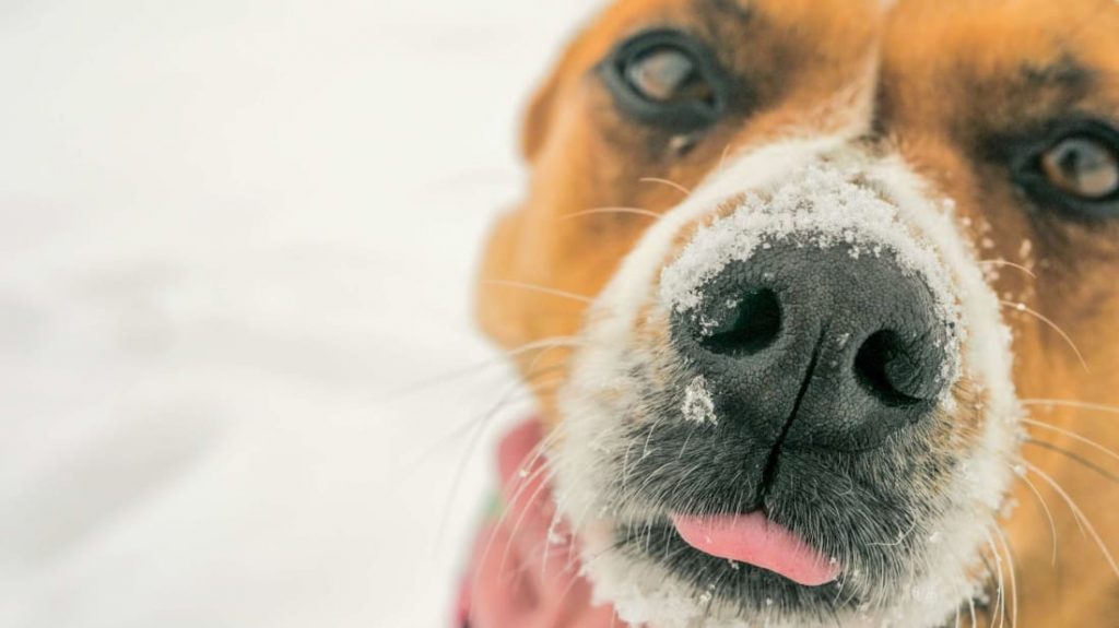 Por que cachorros têm bigodes?