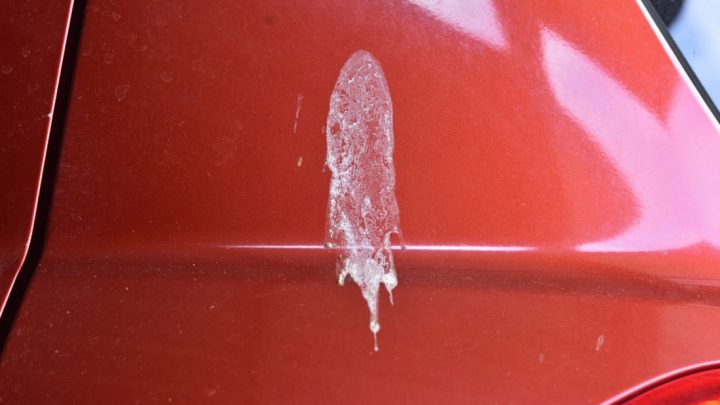 Cocô de passarinho pode danificar a pintura dos carros?