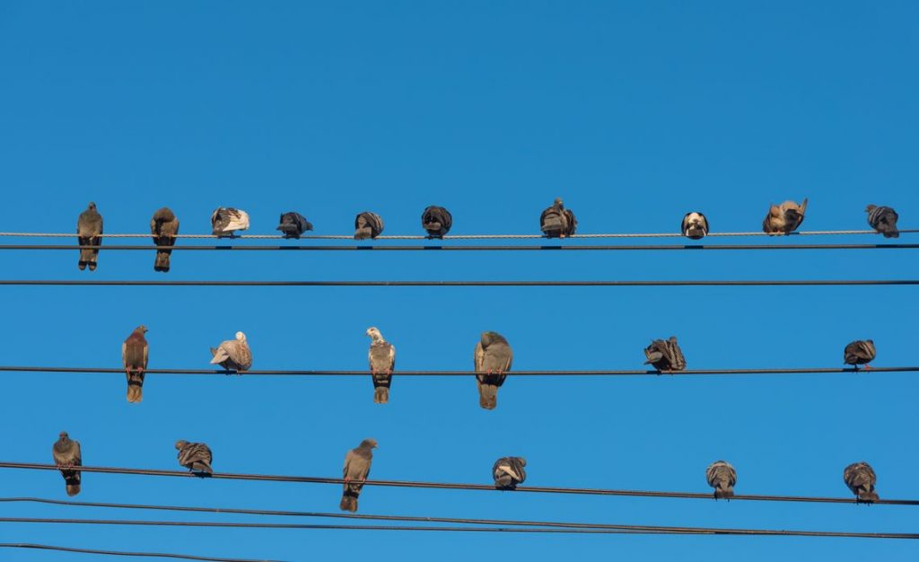 Por que os pássaros não são eletrocutados em fios de luz?