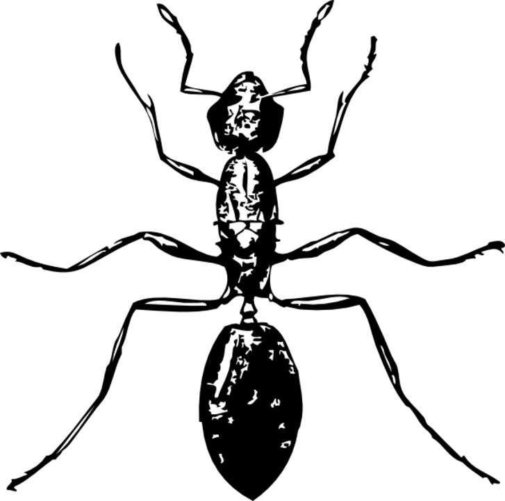 Por que as formigas morrem depois que a rainha morre?
