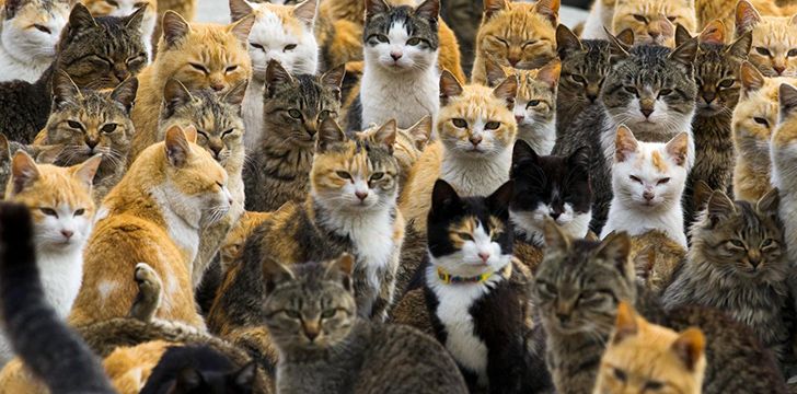 Por que existem ilhas dos gatos no Japão?