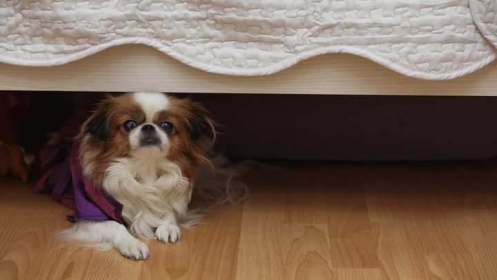 Por que os cães gostam de se esconder debaixo das camas?
