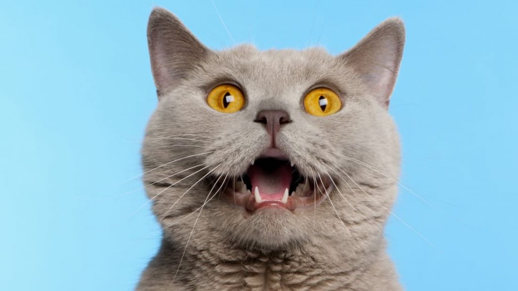 Por que os gatos abrem a boca depois de cheirar algo?