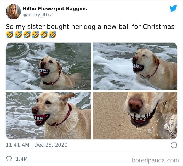 35 posts hilariantes de cães para te fazer sorrir