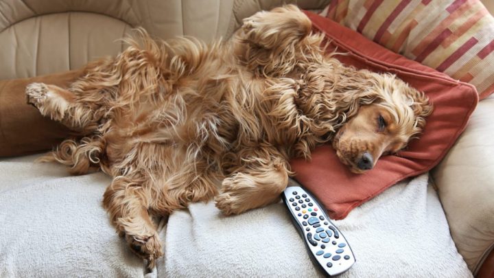 Seu cão 'rouba' o lugar no sofá tão logo você se levanta?