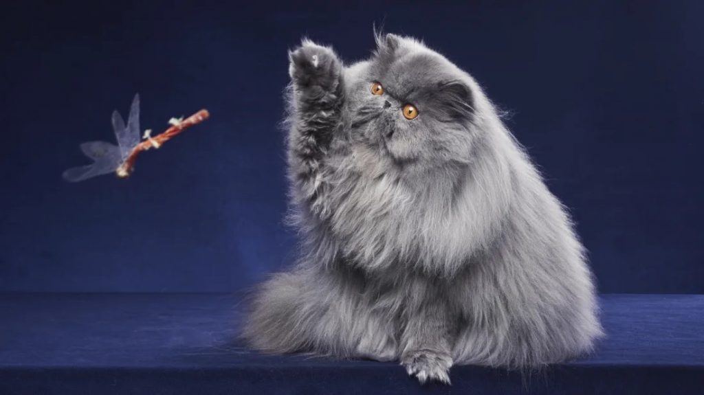 Por que os gatos têm medo de pepino?