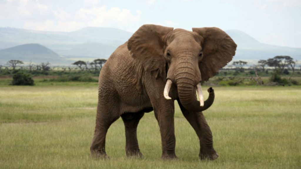 É verdade que os elefantes nunca esquecem?
