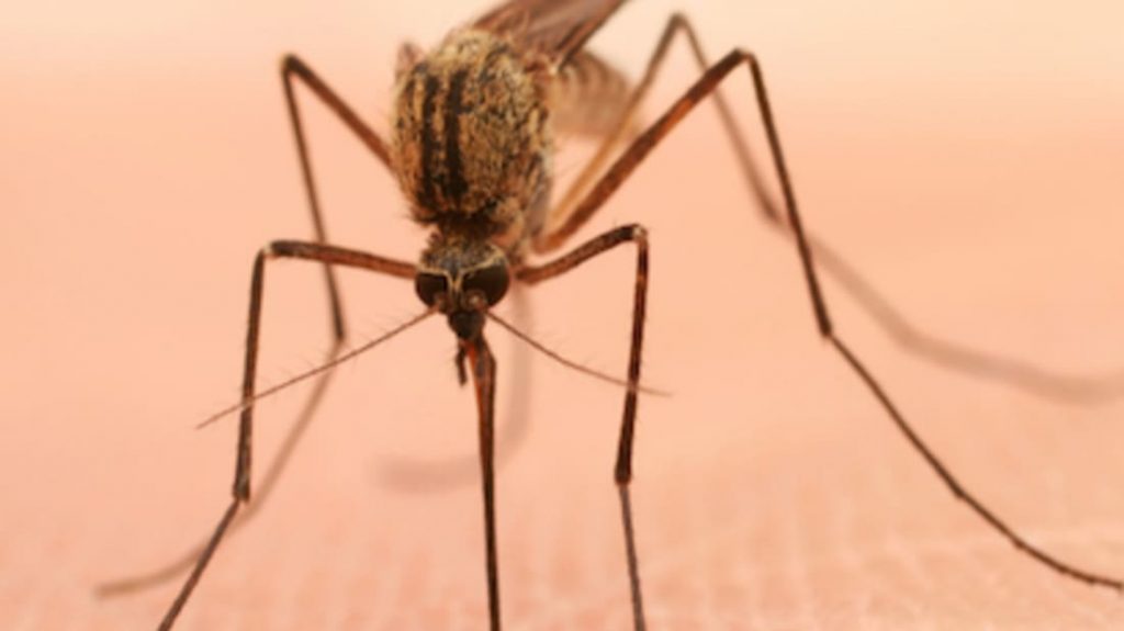 Por que algumas pessoas são mais propensas a picadas de mosquito?