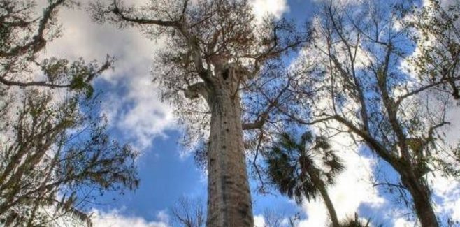 7 árvores mais antigas do mundo