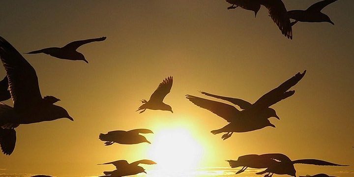 Como as aves migratórias sabem para onde ir?