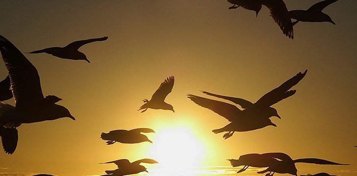 Como as aves migratórias sabem para onde ir?