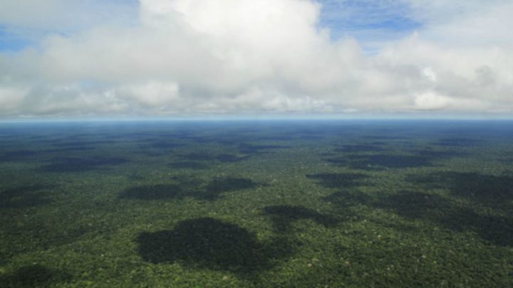 Quantas árvores existem na Amazônia?