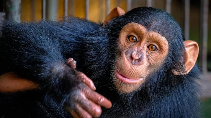 15 animais que provavelmente são mais inteligentes do que você
