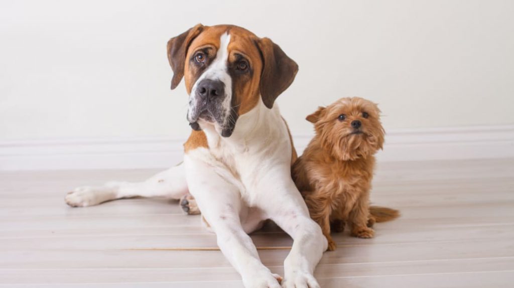 Por que os cães pequenos vivem mais que os cães grandes?