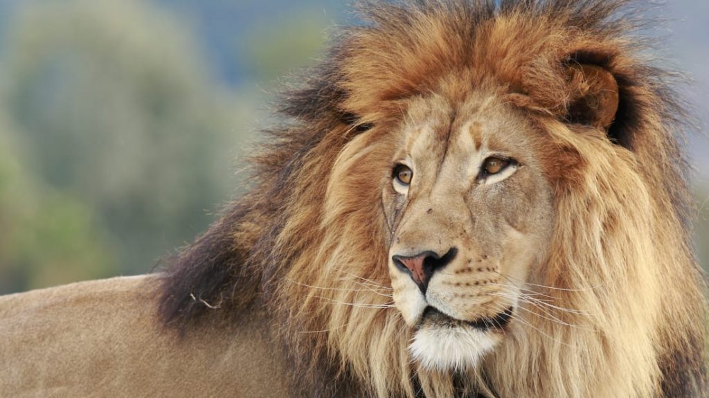 Por que os leões machos têm juba?