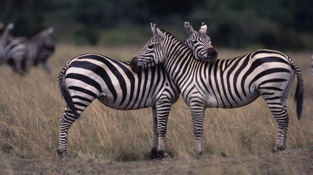 As zebras são pretas com listras brancas ou brancas com listras pretas?