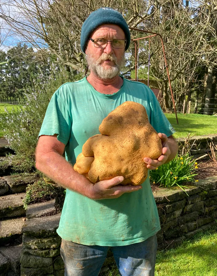 Batata da Nova Zelândia chamada 'Doug' pode ser a maior do mundo