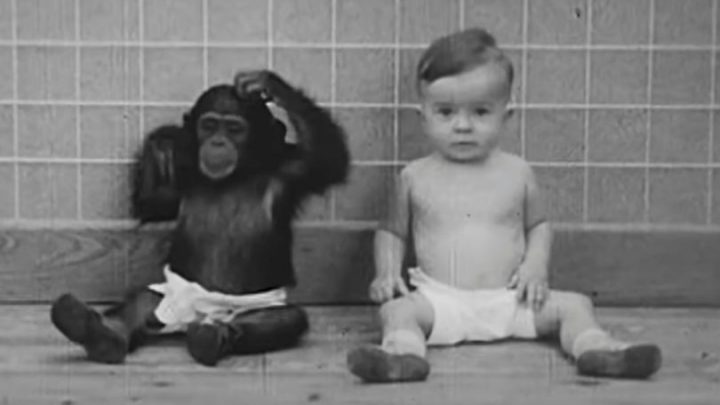 Bebê é criado com chimpanzé em estudo cruel