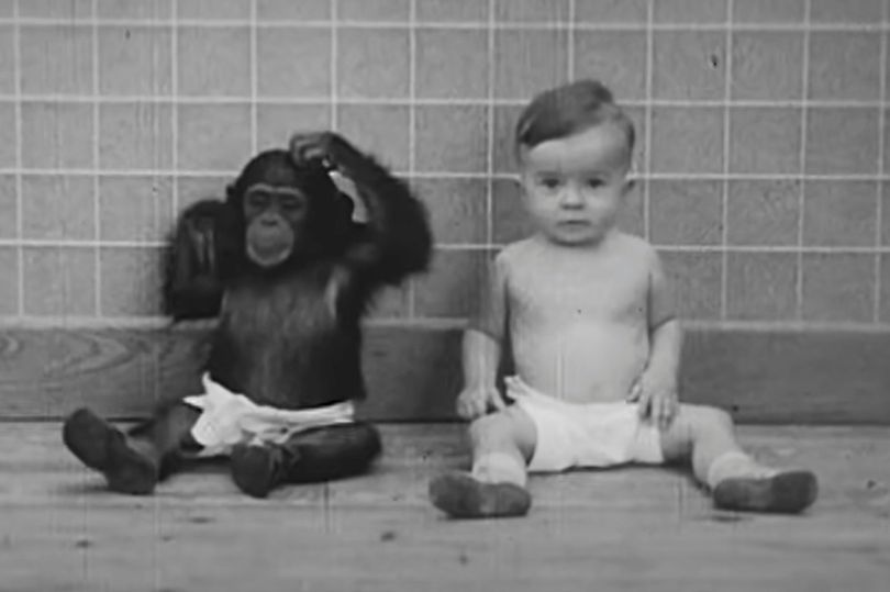 Bebê é criado com chimpanzé em estudo cruel – veja o resultado