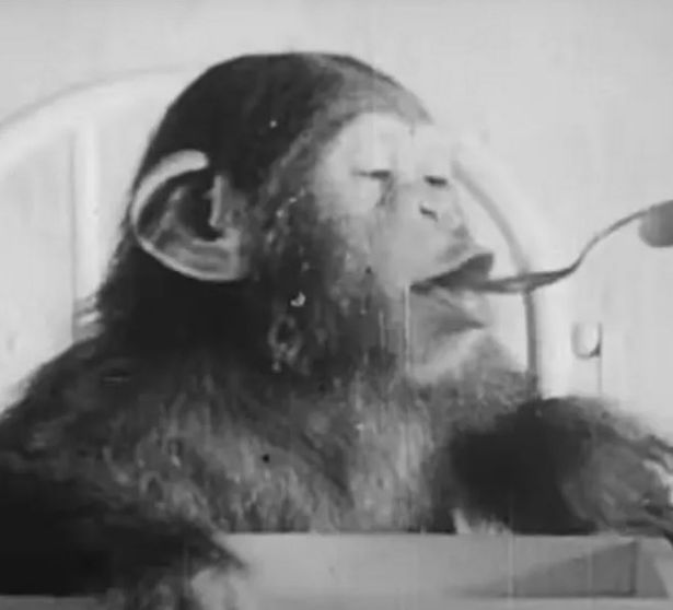 Bebê é criado com chimpanzé em estudo cruel – veja o resultado