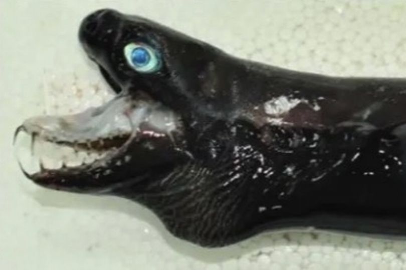 tubarão-víbora